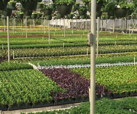 King's Greenhouse Growing Range