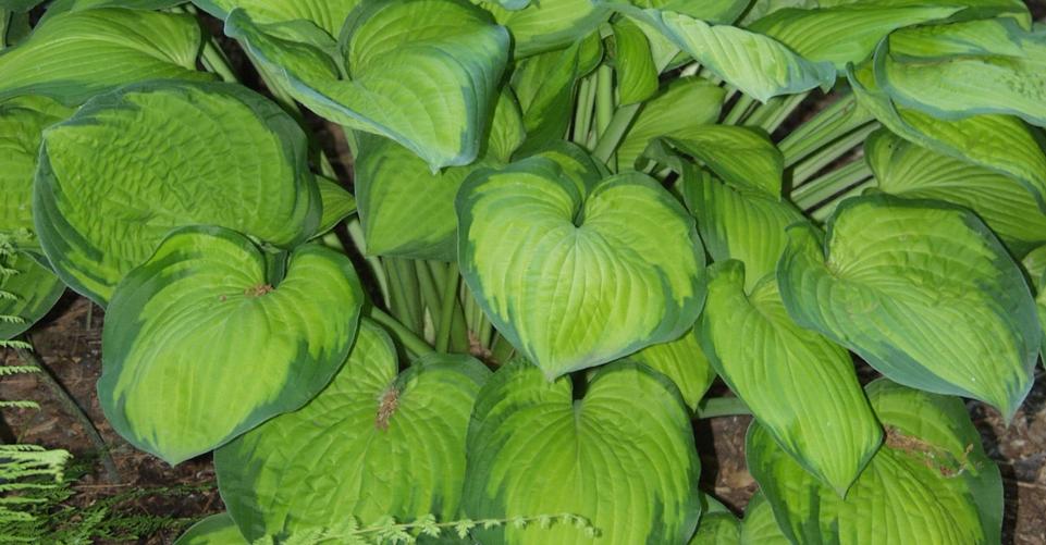 Plants for Dry Shade