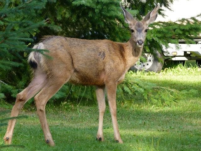 Deer Resistant Plants